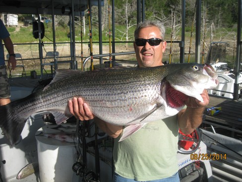 Nice Striped Bass